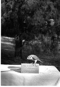 American Kestrel at Carolina Raptor Center 1992