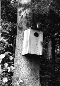 Wooden duck box at Duke Power 1989